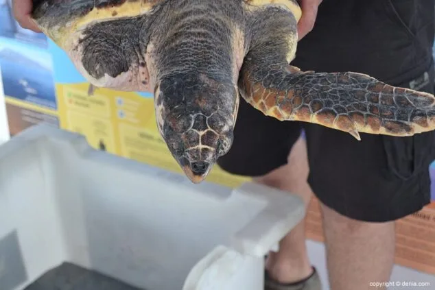 Tortuga caretta caretta tortuga boba
