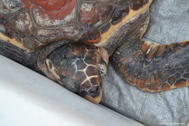 Tortuga en la caja donde ha sido transportada