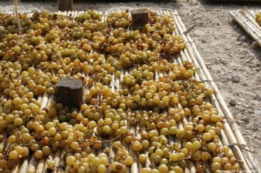 Escaldà de la pansa a Jesús Pobre