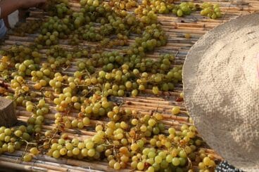 Escaldà de la pansa a Jesús Pobre