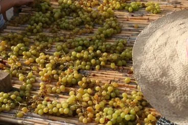 Escaldà de la pansa a Jesús Pobre