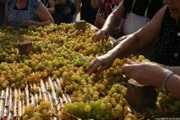 Escaldà de la pansa a Jesús Pobre