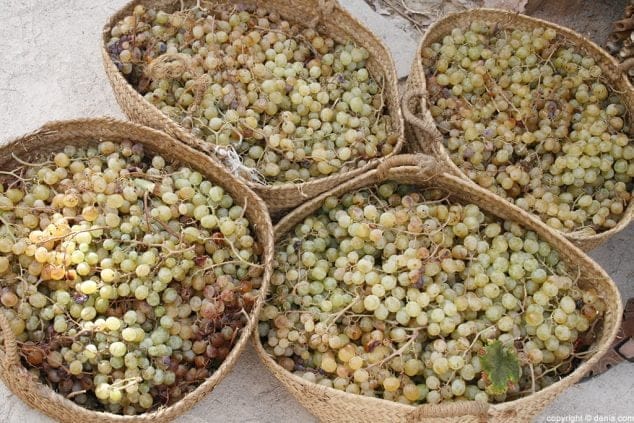 05 Escaldà de la pansa a Jesús Pobre