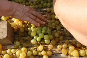 Escaldà de la pansa a Jesús Pobre