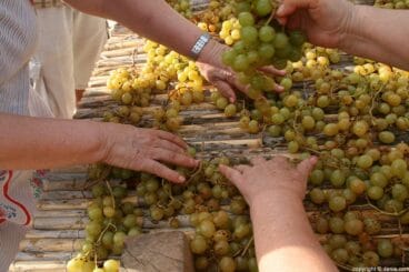 Escaldà de la pansa a Jesús Pobre