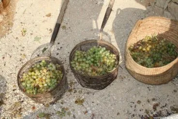 Escaldà de la pansa a Jesús Pobre