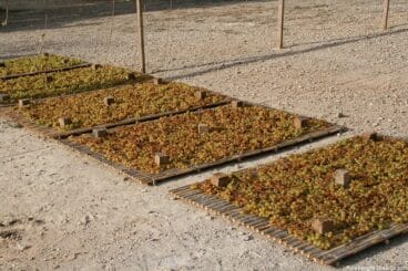 Escaldà de la pansa a Jesús Pobre