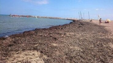 Algas en la playa de Dénia