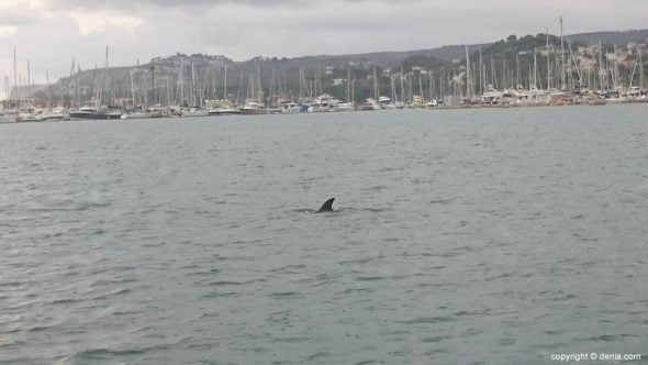 Delfín desorientado en Dénia