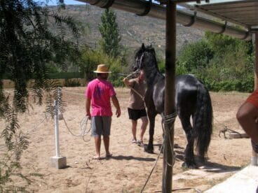 El caballo Thor en La Gran cagada
