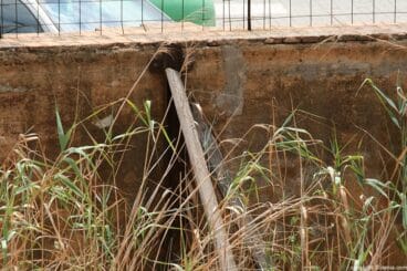 El interior de la caldera lleno de hierbas 2