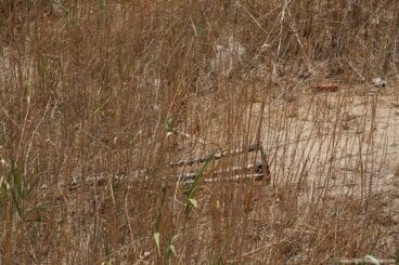 El interior de la caldera lleno de hierbas 3