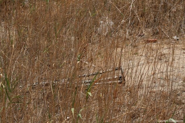 El interior de la caldera lleno de hierbas 3