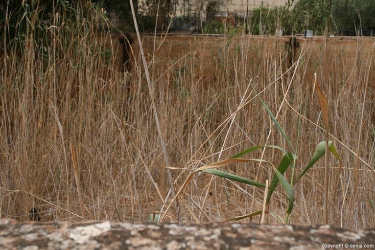 La maleza se ha apoderado del lugar