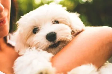 Perro Clínica Veterinaria El Saladar