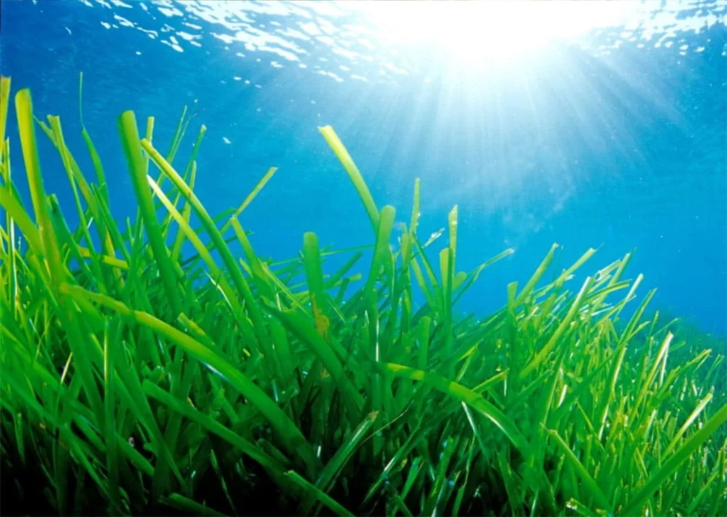 ¿Por qué la posidonia es el mejor aliado de las playas de Dénia? Mitos y realidades sobre las "algas" 8 Posidonia Oceánica