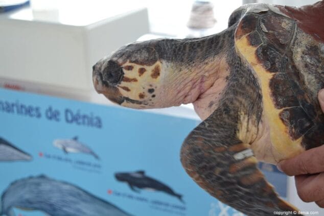 Tortuga boba Diana