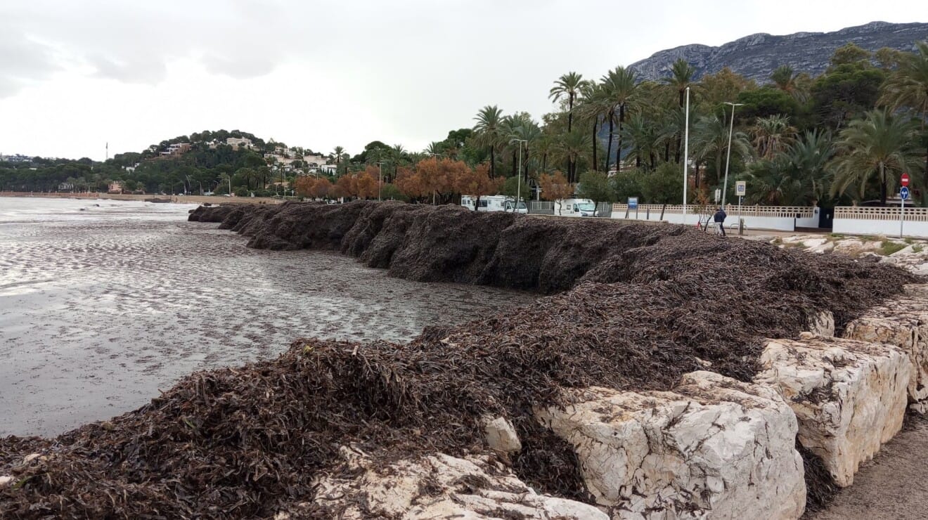 Acumulación de Posidonia tras un temporal actuando como barrera natural para proteger el paseo marítimo de la fuerza del oleaje