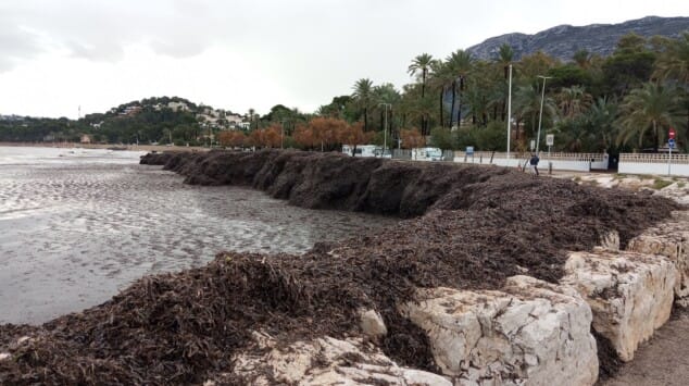Imagen: Acumulación de Posidonia tras un temporal actuando como barrera natural para proteger el paseo marítimo de la fuerza del oleaje