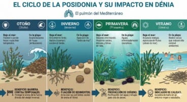 Infografía detallada sobre el ciclo anual de la Posidonia oceánica y sus beneficios protectores en el litoral de Dénia