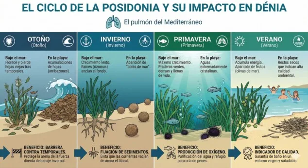 ¿Por qué la posidonia es el mejor aliado de las playas de Dénia? Mitos y realidades sobre las "algas" 11 Imagen: Infografía detallada sobre el ciclo anual de la Posidonia oceánica y sus beneficios protectores en el litoral de Dénia