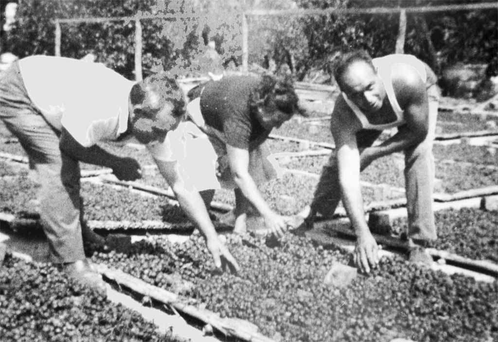 Escaldà de la pansa