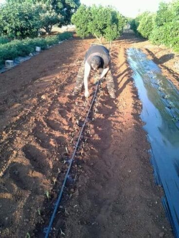 Trabajos en la huerta.