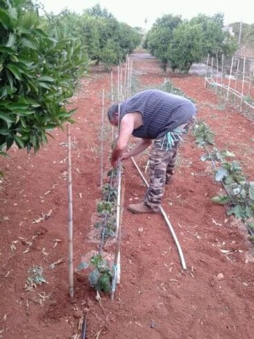 Huerta