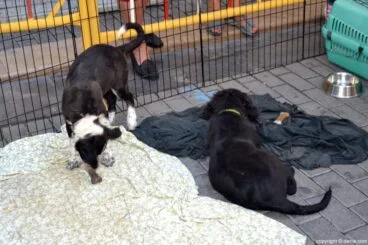 XIX Feria de Alimentación y Salud natural EcoDénia – mascotas