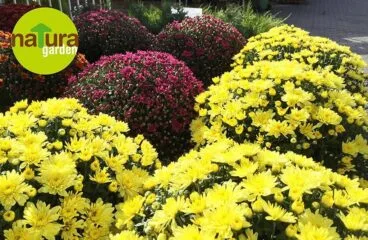 Chrysanthemen Natura Garden