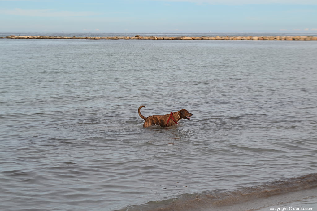 Perro en la playa de Dénia