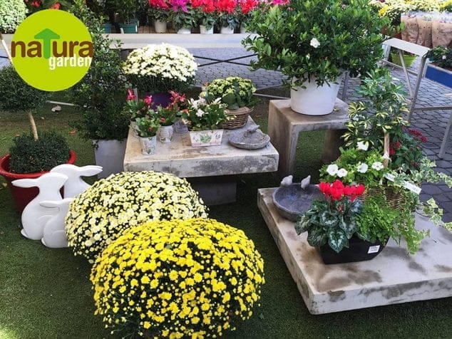 Crisantemos de varios tamaños y colores han llegado a Natura Garden para preparar el Día de Todos los Santos 2 Plantas crisantemos