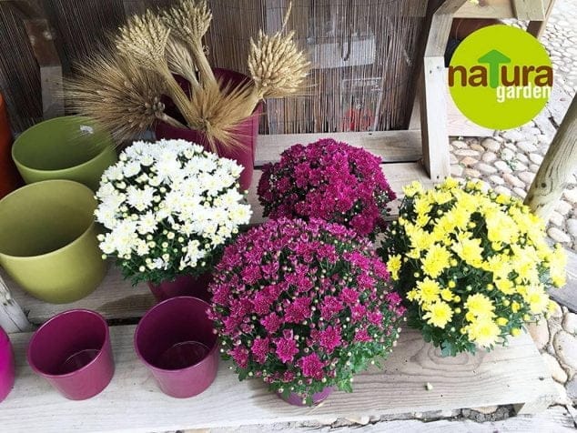 Crisantemos de varios tamaños y colores han llegado a Natura Garden para preparar el Día de Todos los Santos 3 Regala crisantemos