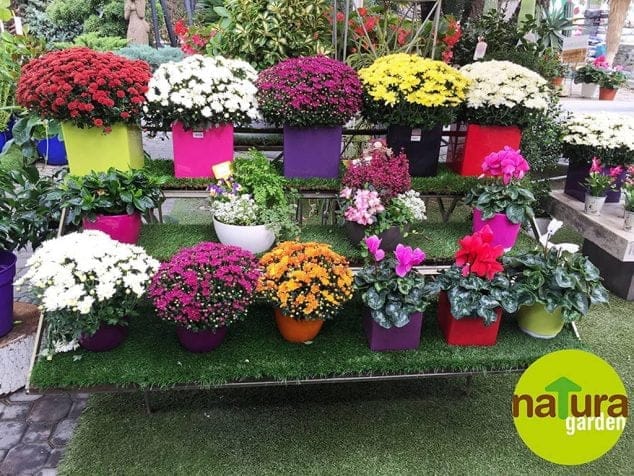 Crisantemos de varios tamaños y colores han llegado a Natura Garden para preparar el Día de Todos los Santos 4 Variedades crisantemos