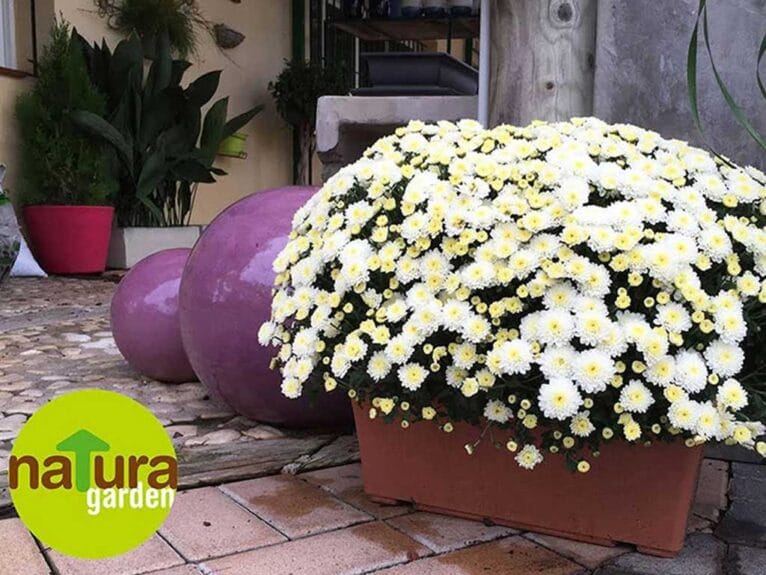 Natura Garden crisantemos