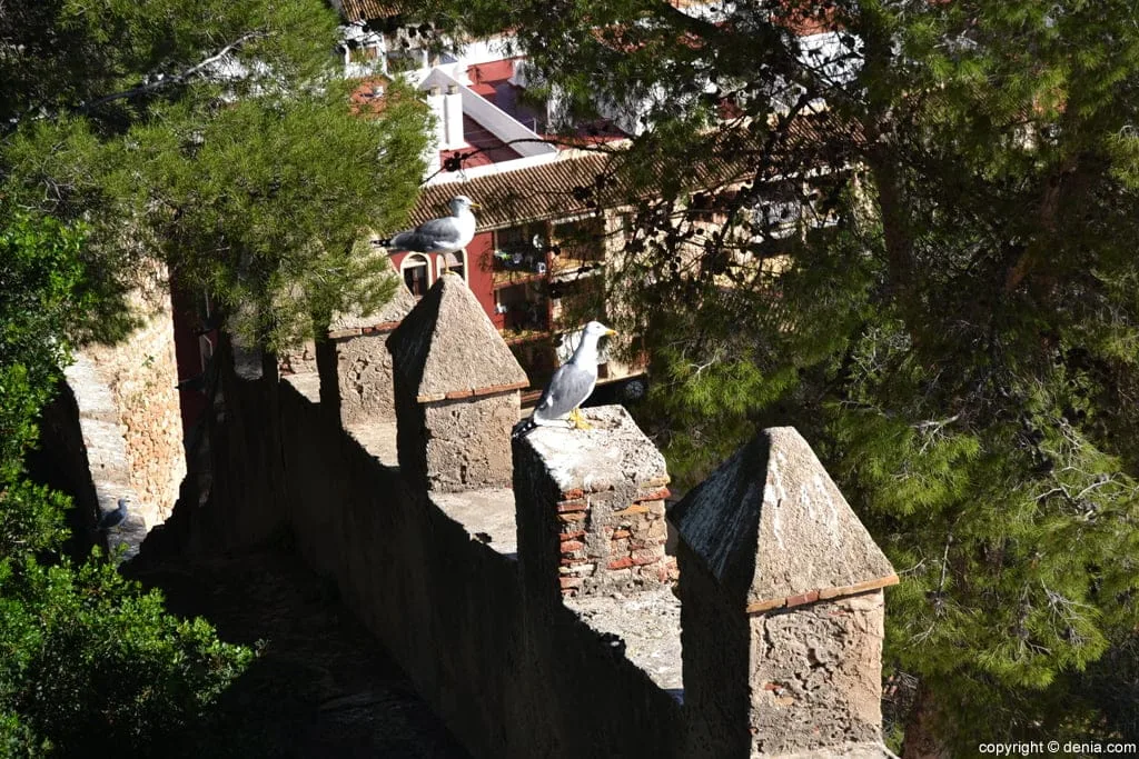 Château Dénia - Renaissance mâchicoulis