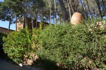 Castillo de Dénia – vegetación