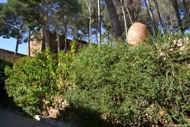 Végétation du château de Dénia