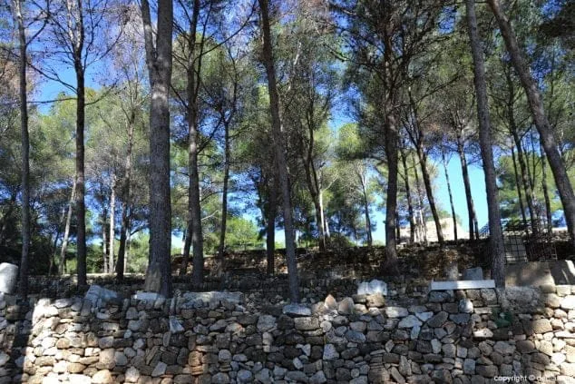 Arbres du château de Dénia
