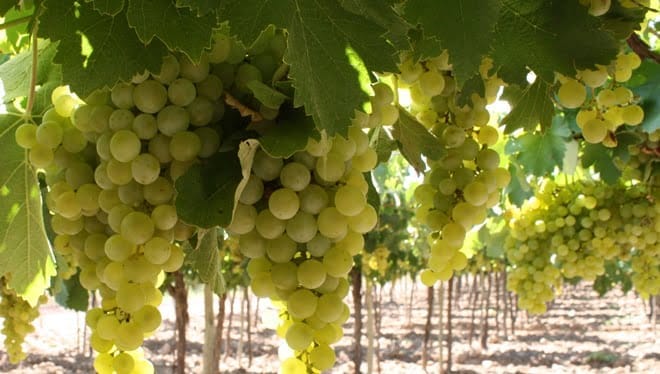 Uva Moscatel
