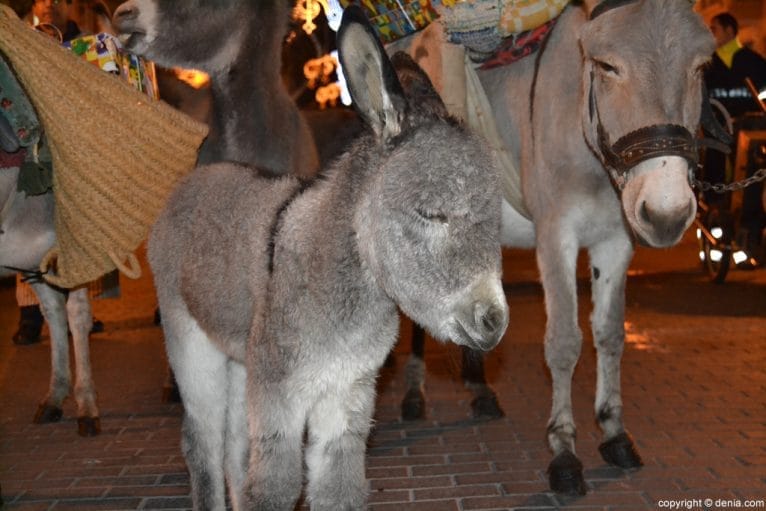 Cabalgata Dénia 2016 - Burrito
