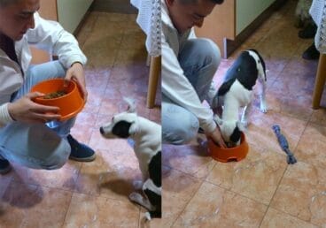 Solución al problema de agresividad