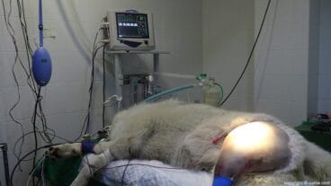 Operacion perro CYNOS