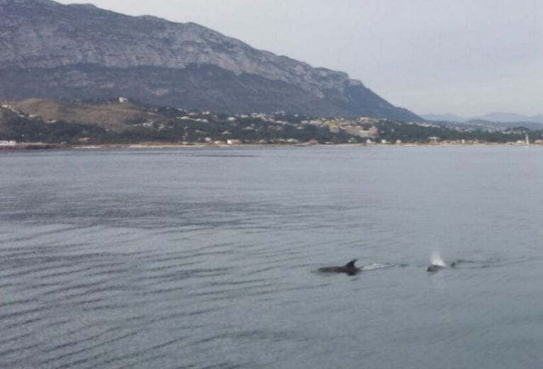 Delfines en el mar de Dénia