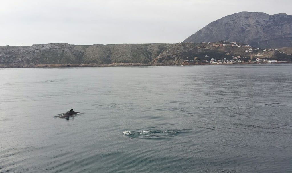 Delfines en la Reserva Marina del Cabo de San Antonio