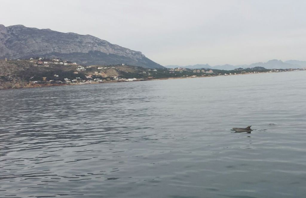 Delfines-frente-al-Montgó