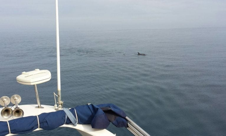 Delfines junto al barco de la Reserva marina