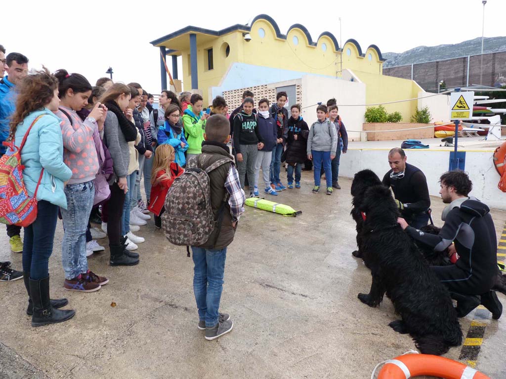 Exhibición de perros Terranova en el puerto deportivo Marina de Dénia
