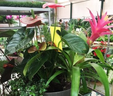 Flores de Natura Garden2