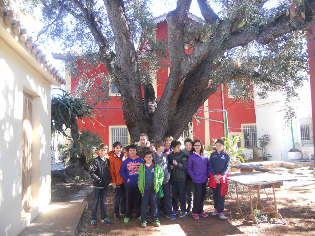 Plantación de árboles por los escolares de Dénia